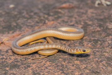 Short-snouted Grass Snake (Psammophis brevirostris)