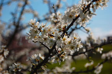 blossom in spring