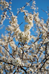 tree blossom
