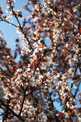 autumn leaves against sky
