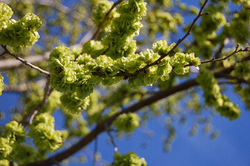 branch of a blossoming tree