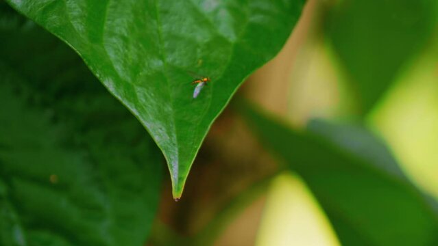 Mosquito moving and flying on leaf