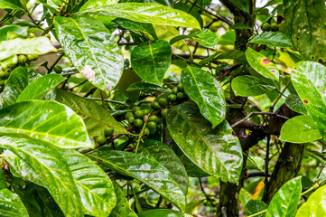 A view of coffee beans on a tree in a field near to La Fortuna, Costa Rica during the dry season