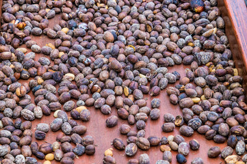Fototapeta na wymiar A view of sun dried coffee beans in a field near to La Fortuna, Costa Rica during the dry season