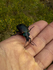 colorful and harmless hard-shelled insect species seen in gardens