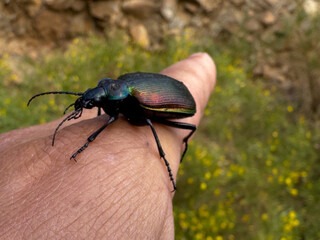 colorful and harmless hard-shelled insect species seen in gardens