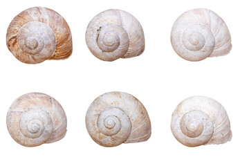 Seashells of various shapes and sizes / Isolate on white / Clams / ocean / design element / top view / flat lay / for your scenes / Shell / sea shell / isoliert / Muschel / cut out / cut out shell 