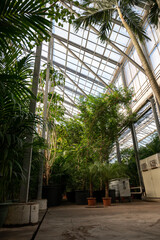Fototapeta na wymiar Cultivation of differenent tropical and exotic indoor palms and evergreen plants in glasshouse in Westland, North Holland, Netherlands. Flora industry