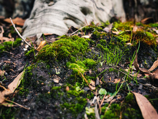 moss on the ground