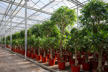 Cultivation of differenent tropical and exotic indoor palms and evergreen plants in glasshouse in Westland, North Holland, Netherlands. Flora industry