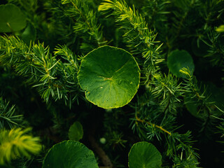 Green plant leaves