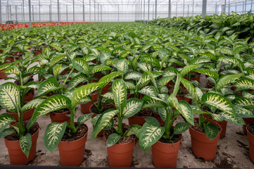Cultivation of differenent tropical and exotic indoor palms and evergreen plants in glasshouse in Westland, North Holland, Netherlands. Flora industry