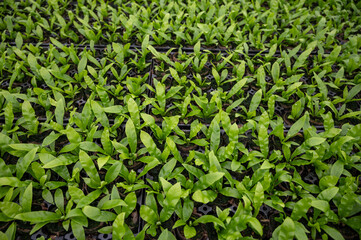 Cultivation of differenent indoor fern plants in glasshouse in Westland, North Holland, Netherlands. Flora industry,