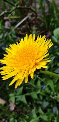 yellow dandelion flower close up in spring