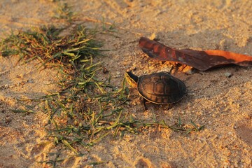 The Amboina box turtle or Southeast Asian box turtle is on the sand