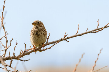 Corn bunting on branch, miliaria calandra