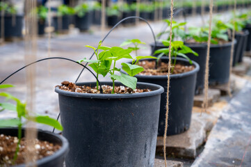 Young beans plants sprouts growing in bio greenhouse