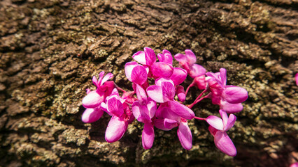 vivida macro di bella fioritura a grappolo in primavera nel parco