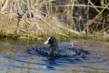 Eurasian Coot Fulica atra in the habitat