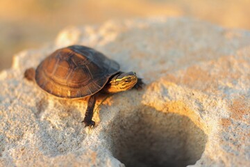 The Amboina box turtle or Southeast Asian box turtle is on a circular cement board