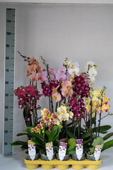 Cultivation of colorful tropical flowering plants orchid family Orchidaceae Paphiopedilum, Venus slipper in Dutch greenhouse
