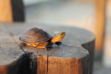 The Amboina box turtle or Southeast Asian box turtle is in a piece of wood