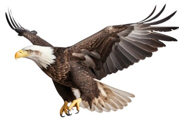 Fototapeta premium American bald eagle isolated on white, generative ai