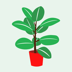 
Rubber Tree Plant vector illustration home decor plant in pot

