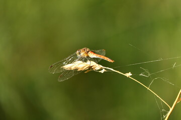 Dragonfly on a green background, closeup. High quality photo