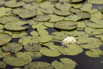 Moody Lily Pads in Dark Water Garden on a Cloudy Day with White Flower, Speckled Green and Red-Purple Lily Pads in a Murky Pool