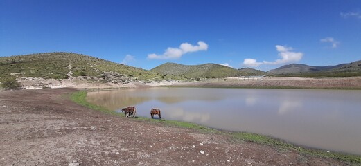 caballos en lago