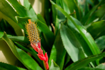 Beautiful succulent aloe plant and red flowers