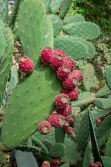 unusual  cactus plant close up in garden
