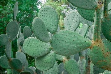 unusual  cactus plant close up in garden