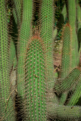 unusual  cactus plant close up in garden