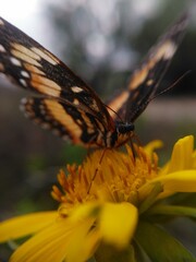 mariposa reposando sobre girsol