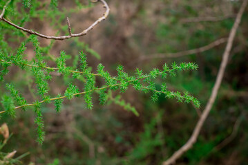 Tiny little yellow flowers in bloom on a wild spiky plant in a forest