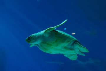 Obraz na płótnie Canvas blue sea turtle