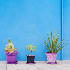 Mediterranean balance. Blue wall with three purple plant pots on the floor. Summertime mood. Aesthetic image	
