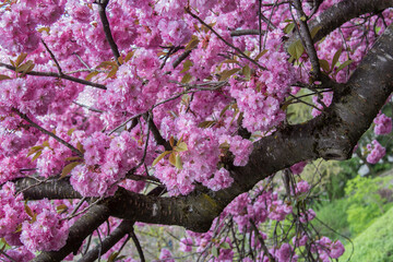 Closeup of a huge Japanese cherry tree with full blossom pink flower in spring time