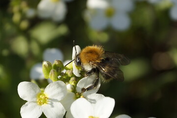 bumblebee on a Arabidopsis Thaliana flower