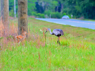 Obraz na płótnie Canvas sandhill crane and colt