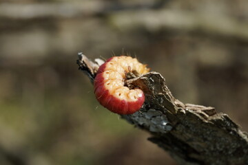 Larva, caterpillar of a goat moth crawling on wood. Close up of that insect. Cossus cossus red and yellow colors.