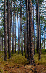 Fototapeta premium pine forest in autumn