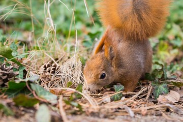 Squirrel in the forest between ivy