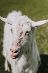 Obraz premium Photography, close-up portrait of the head of a white curly goat in a pasture, meadow. Animal in nature.