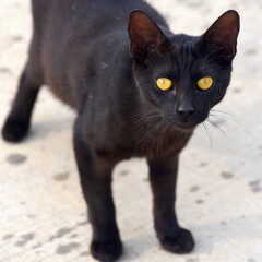 Schwarzes Kätzchen mit gelben Augen