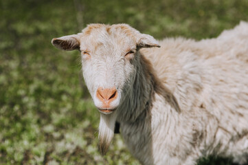 Photography, close-up portrait of the head of a white curly bearded goat in a pasture, meadow. Animal in nature, pet.