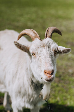 Photography, close-up portrait of the head, face, muzzle of a white curly bearded young goat with horns in a pasture, meadow. Animal in nature, farm pet.