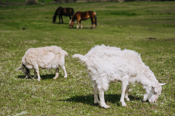 Obraz premium White, curly goats graze in a meadow, a field eating green grass on a farm. Animal photography, close-up portrait, herbivore.
